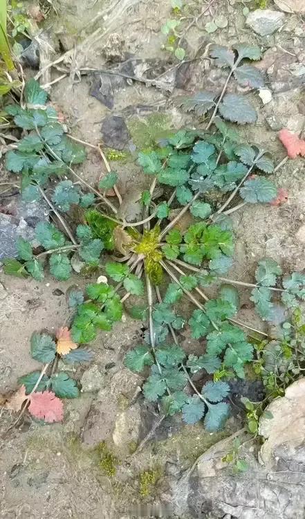 在一个水坑坑边发现一棵这个，以为是野芹菜，拔出来闻了闻，有股子冲鼻的臭屁虫的味道