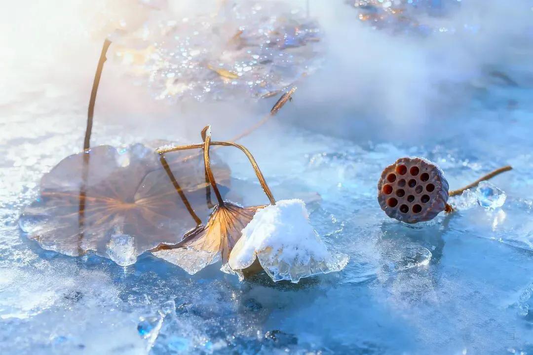 【素材|冰荷之美】“池底枯荷瘦不胜，池冰新琢玉壶凝。”——宋·杨万里《池冰二首