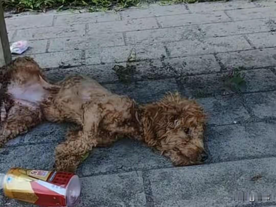 这天一位小姐姐去晨跑，当她跑到一个公交站附近的时候，看到一只可怜的流浪泰迪狗狗倒