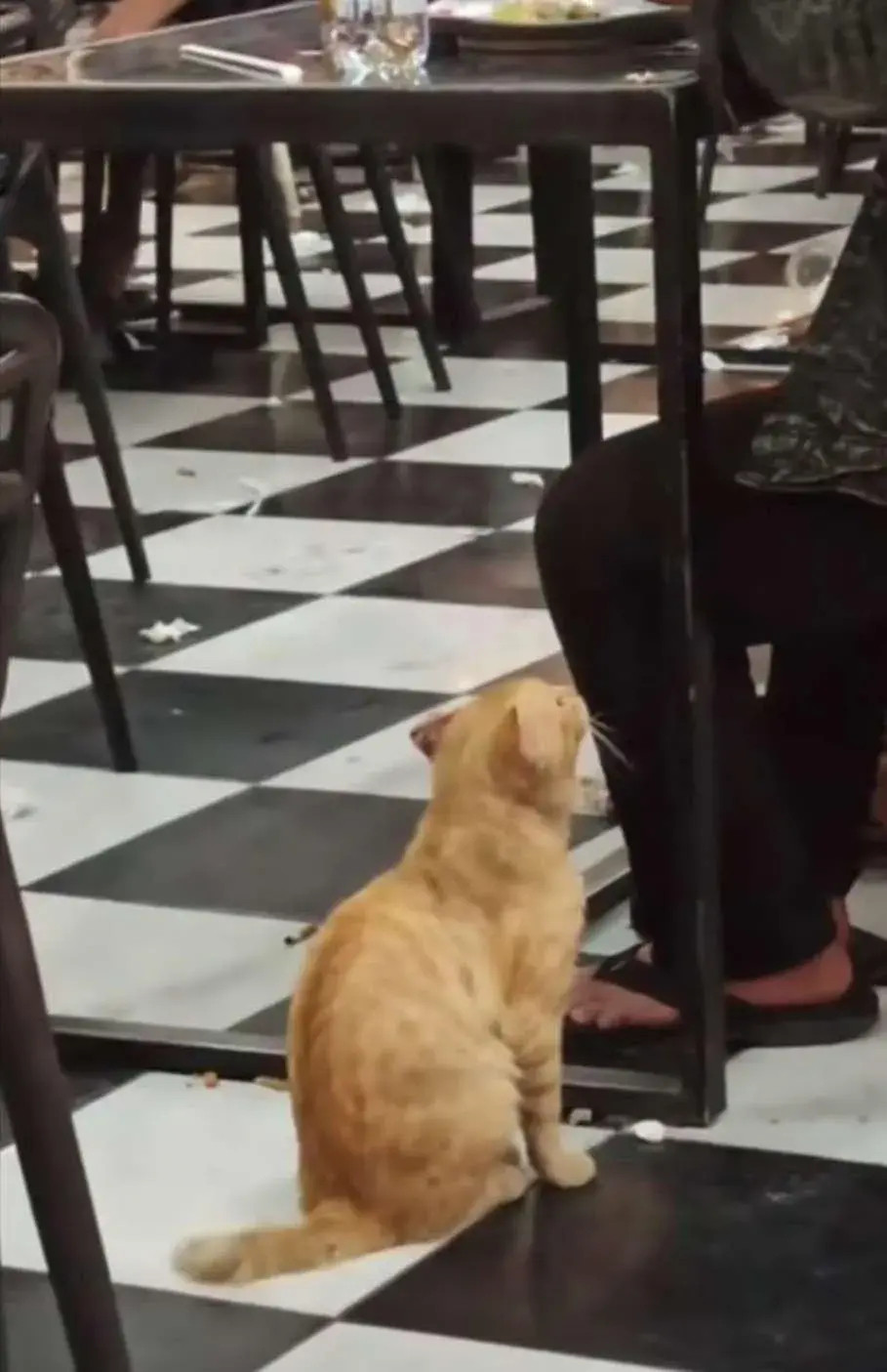 一只饥肠辘辘的橘猫，它安静的坐在一进食的男子桌旁，橘猫以为男子会给它点吃的，可等