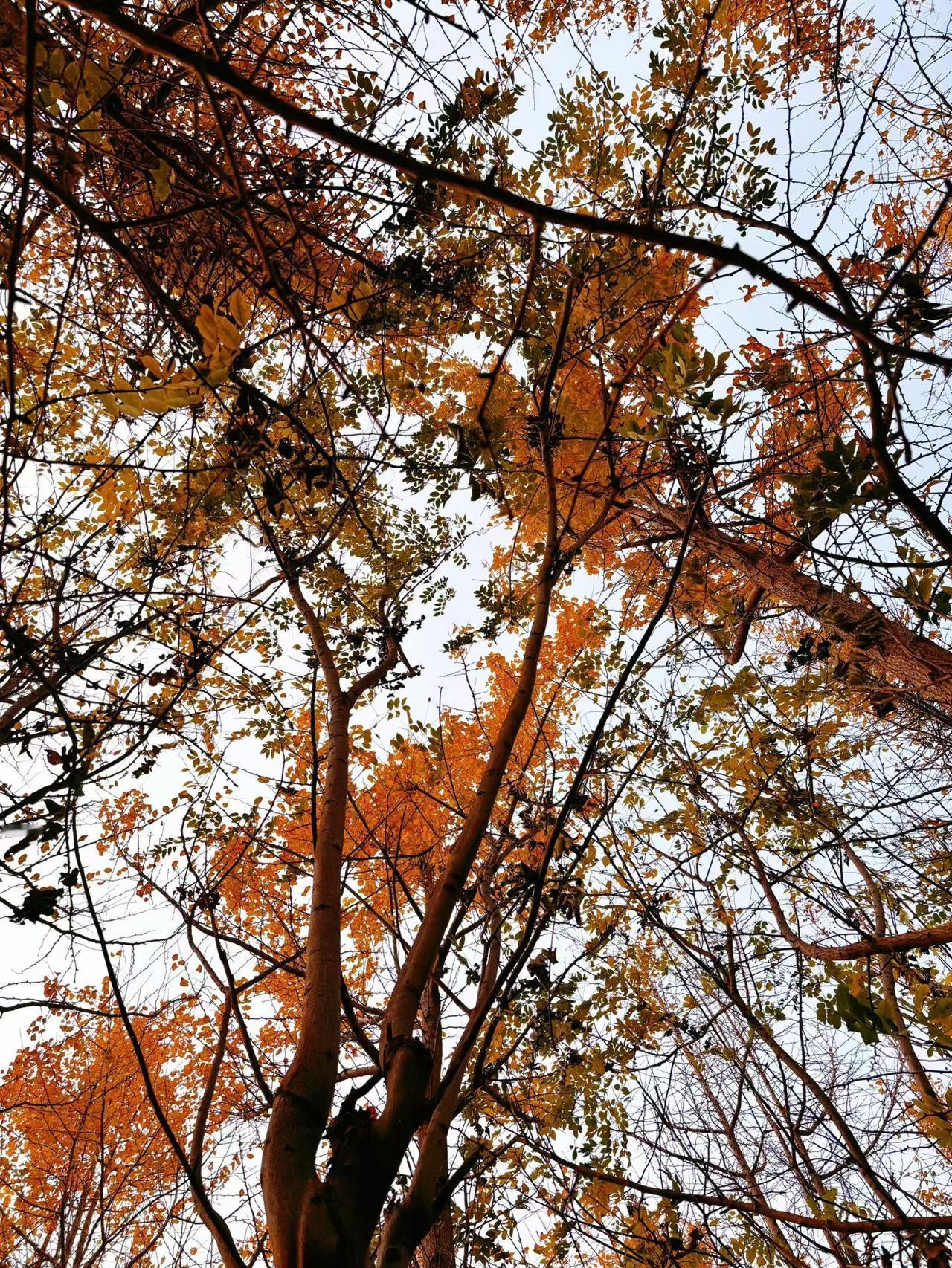 大家发现没有，在农村有一种奇怪的现象：70岁以上的老年人当中，老太太占了八成，
