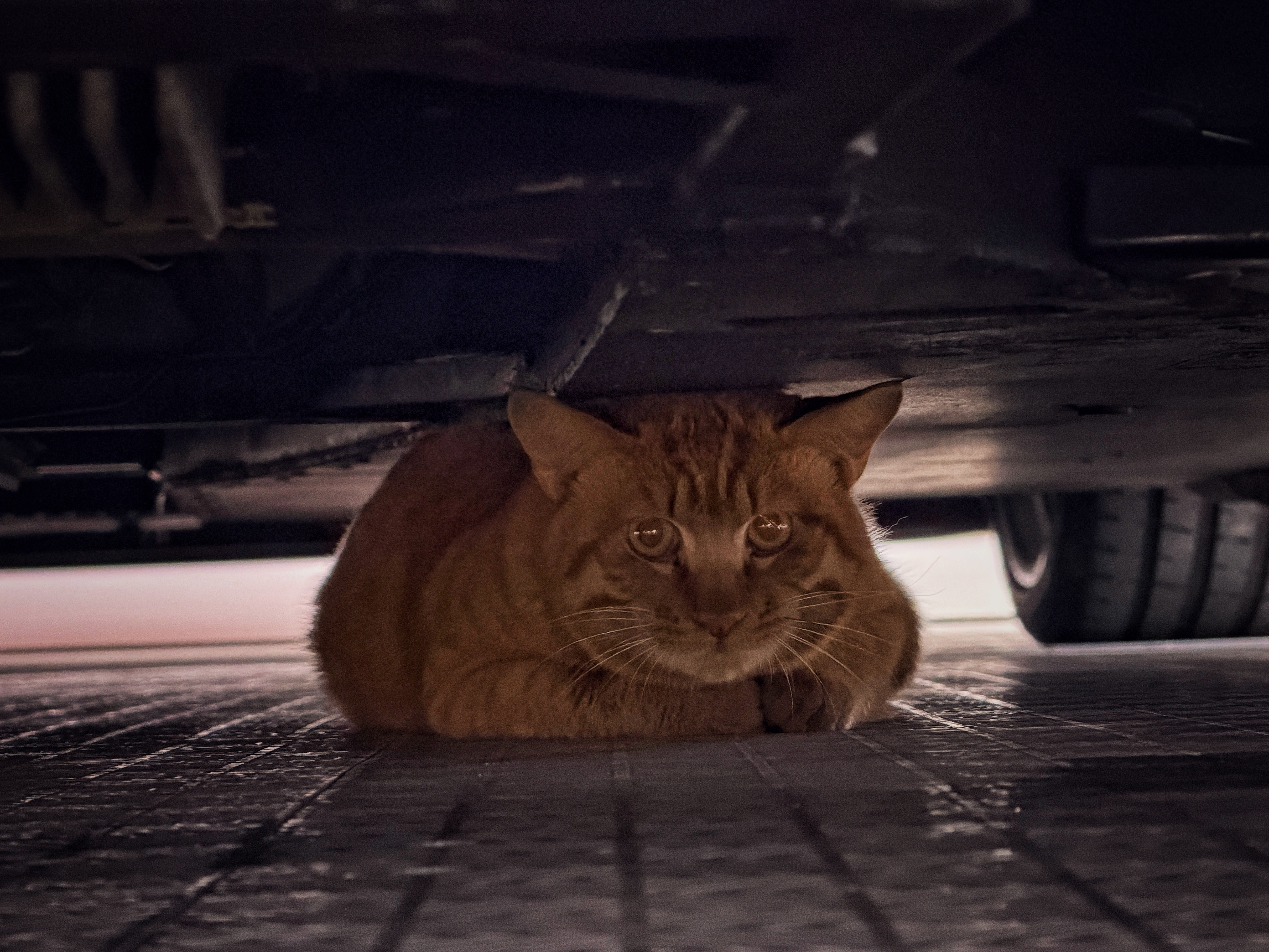 放了两天没猫动的猫粮今天都没了！欣哲频道流浪猫