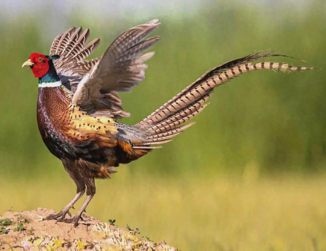 英国被6000万只野鸡逼疯，为了消灭野鸡，政府甚至发出悬赏：杀一只奖励20英镑，