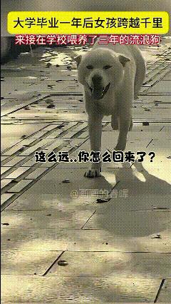 泪目了！一女孩大学毕业一年后，跨越千里来学校接喂养了三年的流浪狗，女孩：