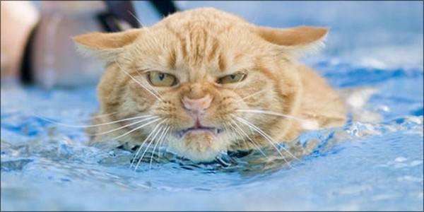 怎么训练小猫学习游水