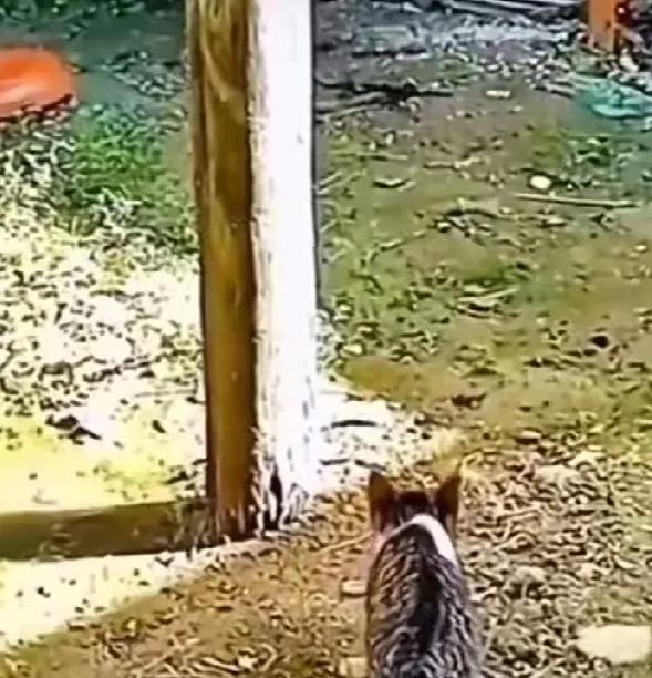 一只小猫正在专心致志的准备扑捉一只小鸟，因为精神太集中，丝毫没有注意到背后一只公