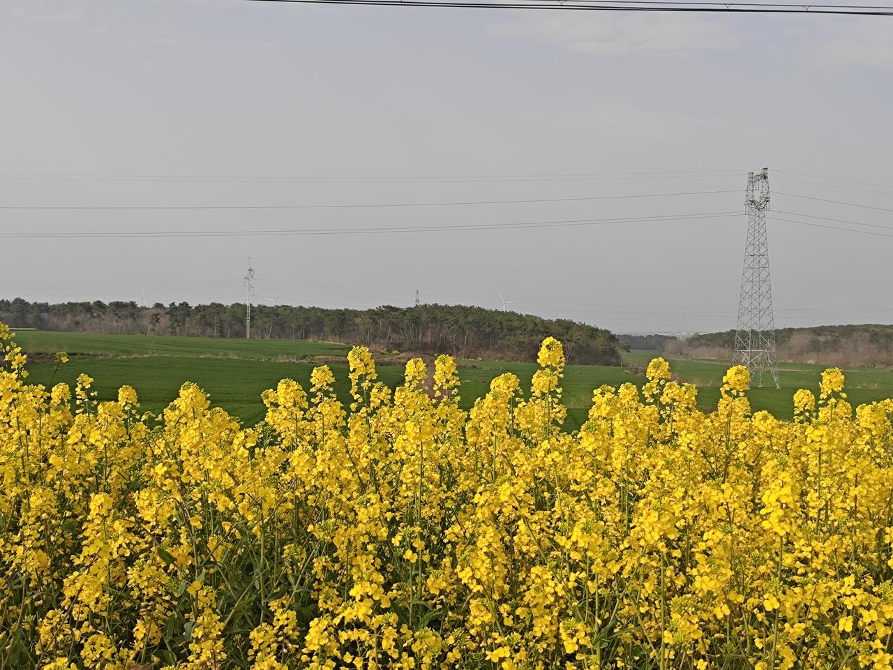 教师躺平，不是懒，是真寒心！🔥现在的老师为啥越来越爱躺平？不是不想教，