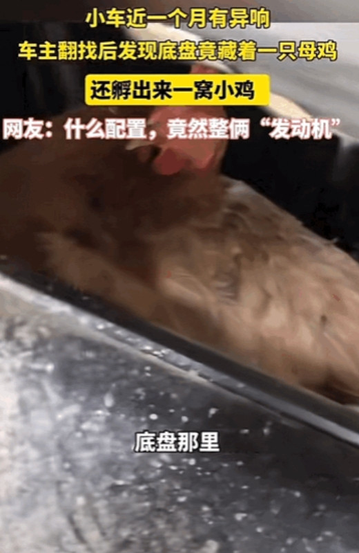电视剧里都没有的情节！”河南南阳一女子的车里经常有异响，家人翻遍车内并未发现异常