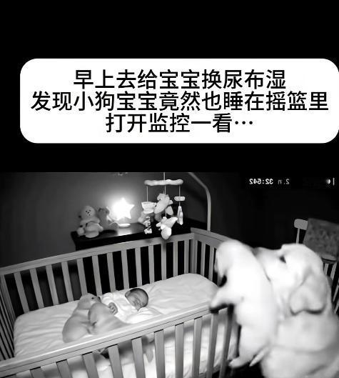 9月9日，女子早上起来给宝宝换尿不湿时，发现家里的小狗也睡在摇篮里！可是让她纳闷