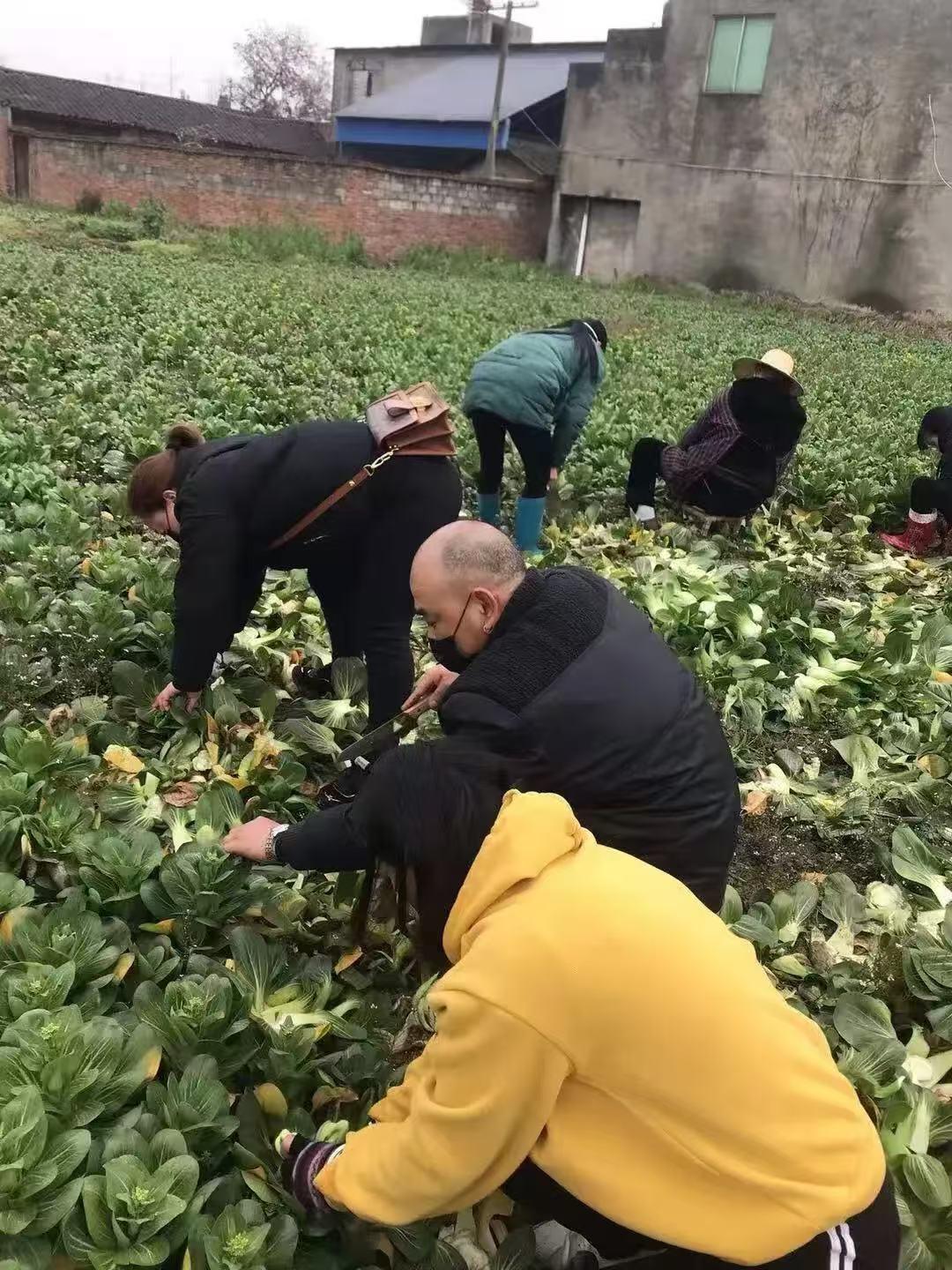 一位老父亲在儿子突然心梗去世后，面对大棚里上万斤待收的蔬菜，原本想“烂在地里算了