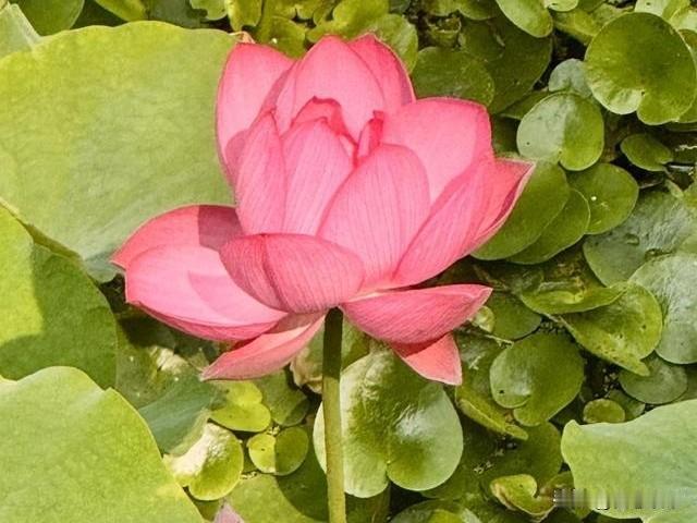 婆婆最大的本事，就是懂得哄自己开心。早上八点，我像往常一样，换上衣服，带上今天