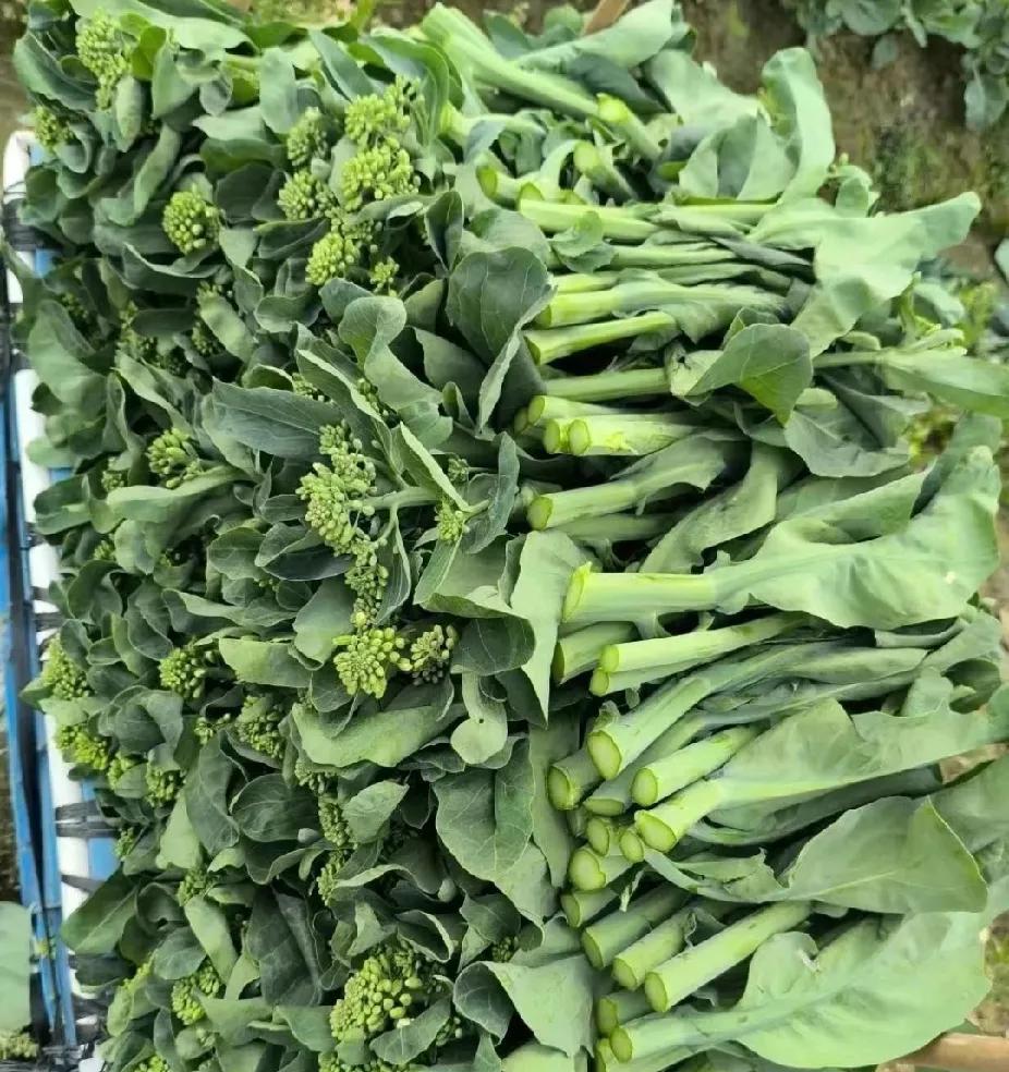 虽然是姐妹俩，味道各不同有一种菜，还没有普及开，但是很好吃，就是菜苔。菜心有