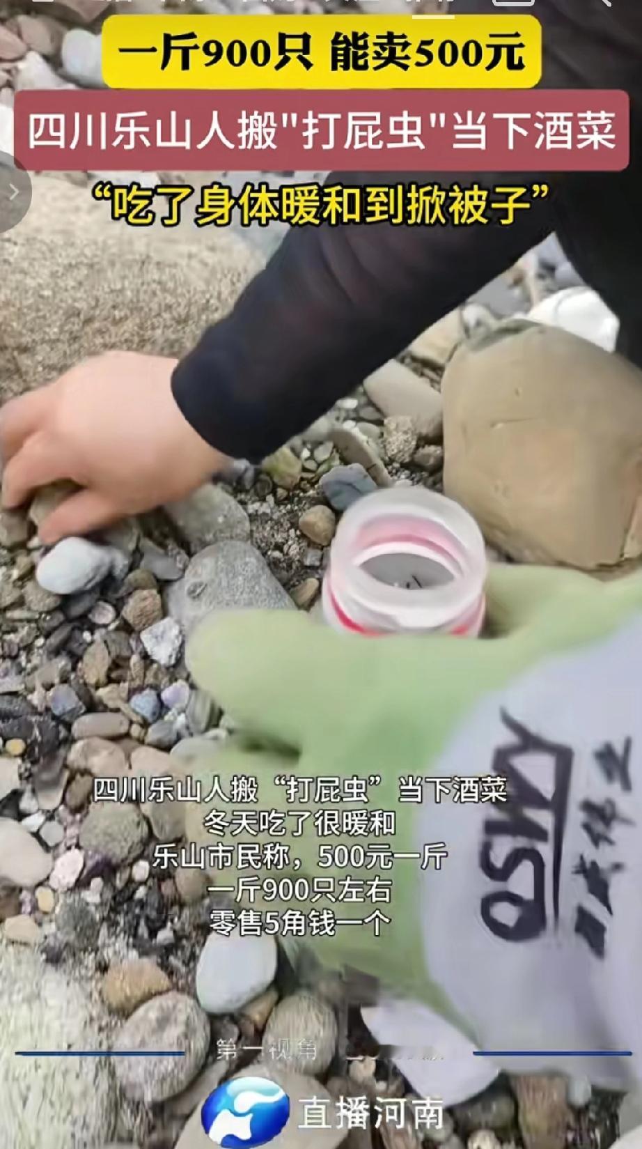 近日在四川乐山“打屁虫”成为当地人喜欢的下酒菜，认为冬天吃这种虫子很暖和，甚至会