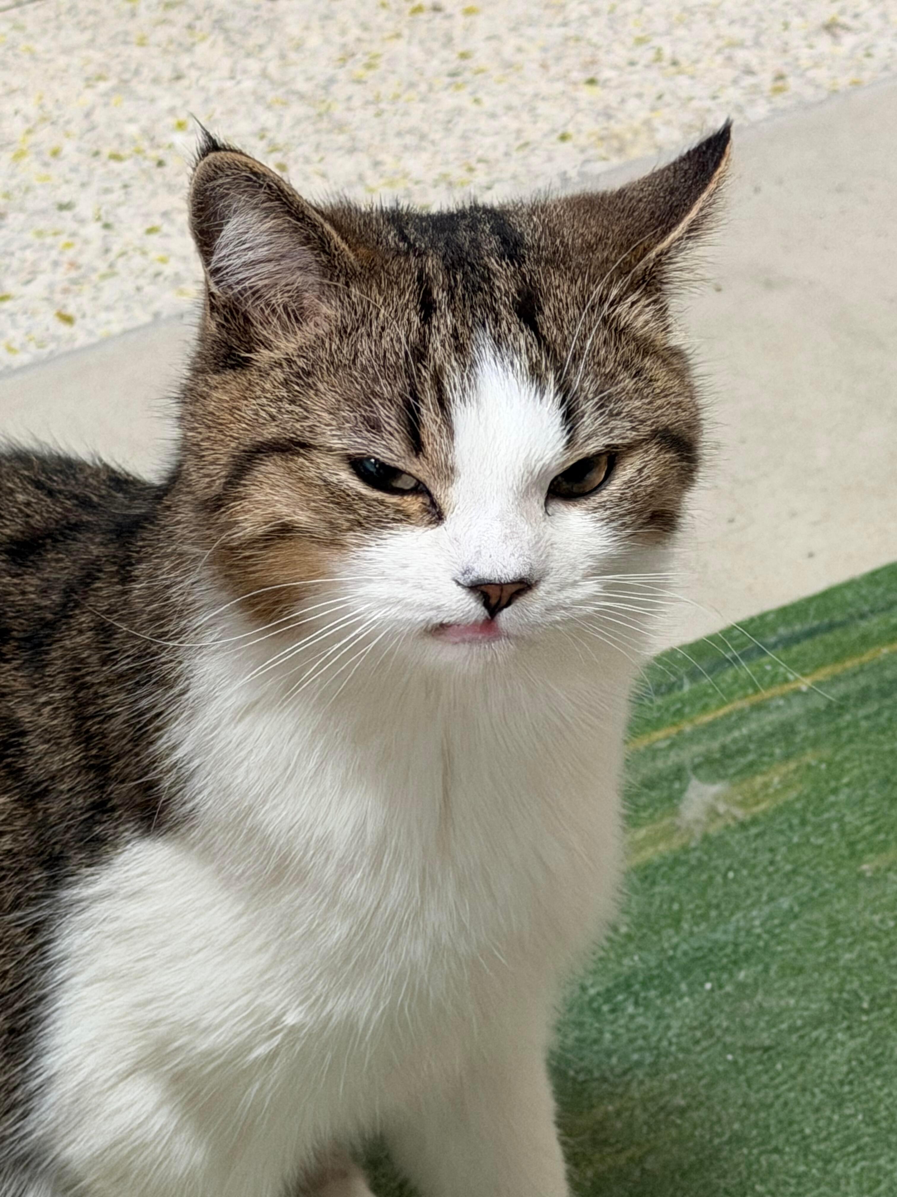 猫猫看上去意见很大