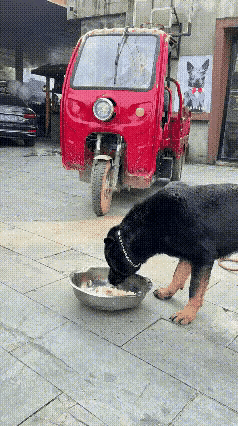 狗子的饭碗被压扁了，气得直哼哼，一脸委屈又生气，好像在说：“快赔我碗，我要报警！