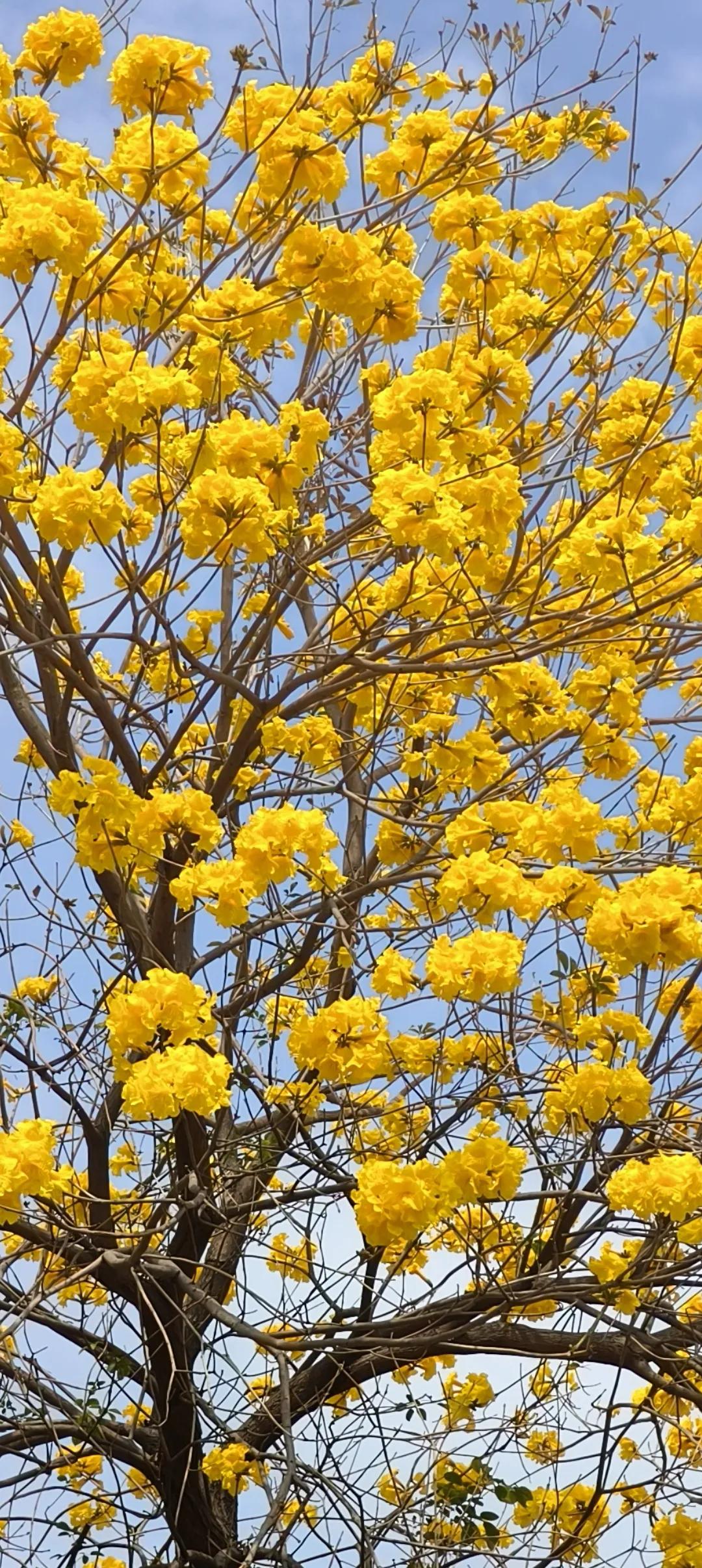 真是悲哀，以色列天天喊要精准击杀伊朗最新最高领导层，包括八十八人的专家团队，而且
