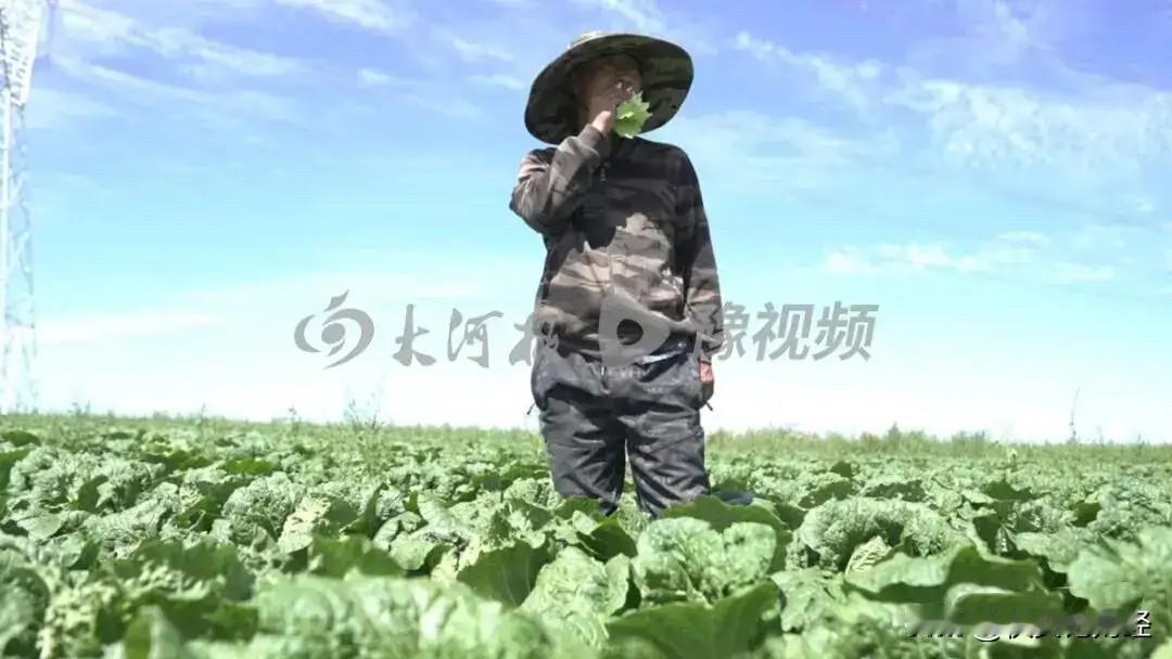 甲醛是外来收购商干的，菜是康保农民种的，但最后买单的却是农民？康保今年白菜种植面