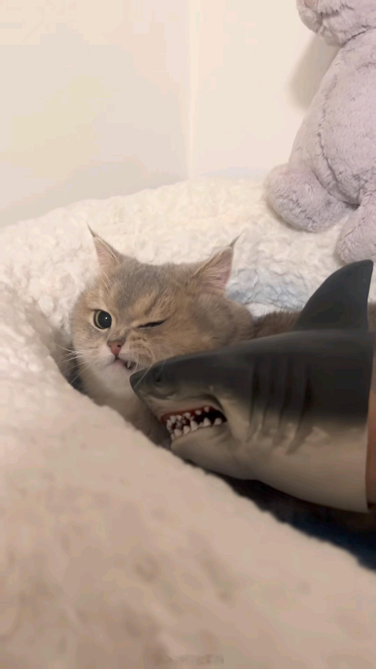 又刷到这只小猫和鲨鱼了🦈🥺好贴