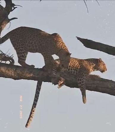 不懂就问，猎豹睡觉的地方是树枝吗？