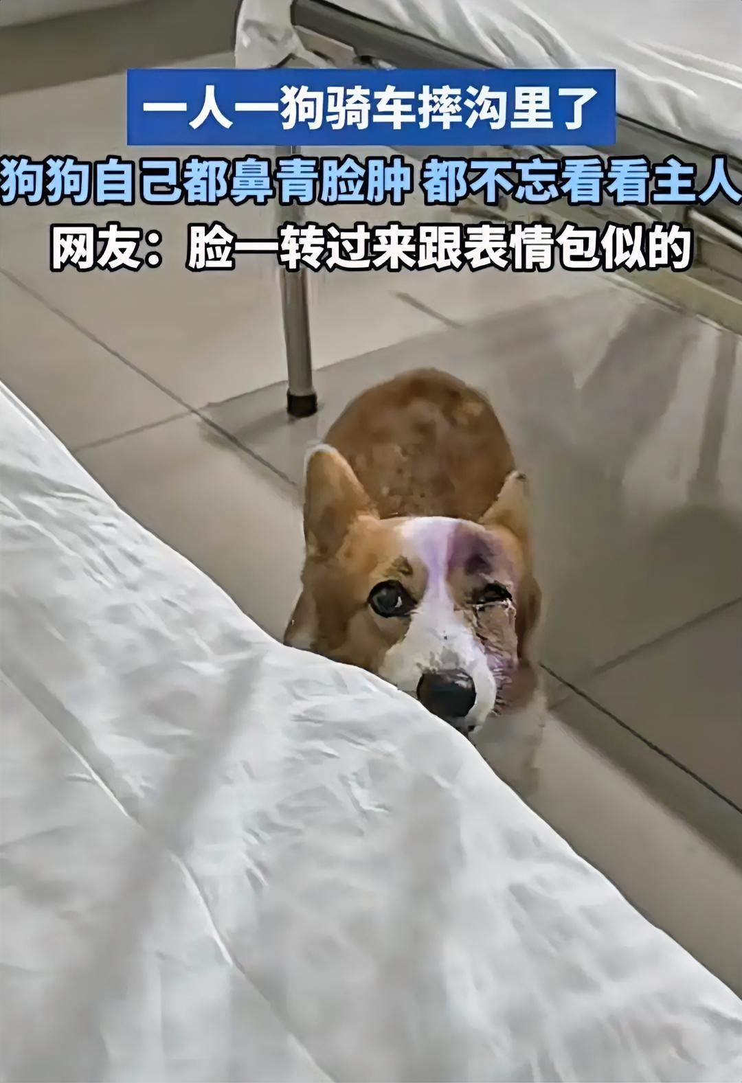 小姐姐骑车带着自己的狗狗掉沟里了，摔得有点狠，住进了医院，狗狗寸步不离的陪伴着，