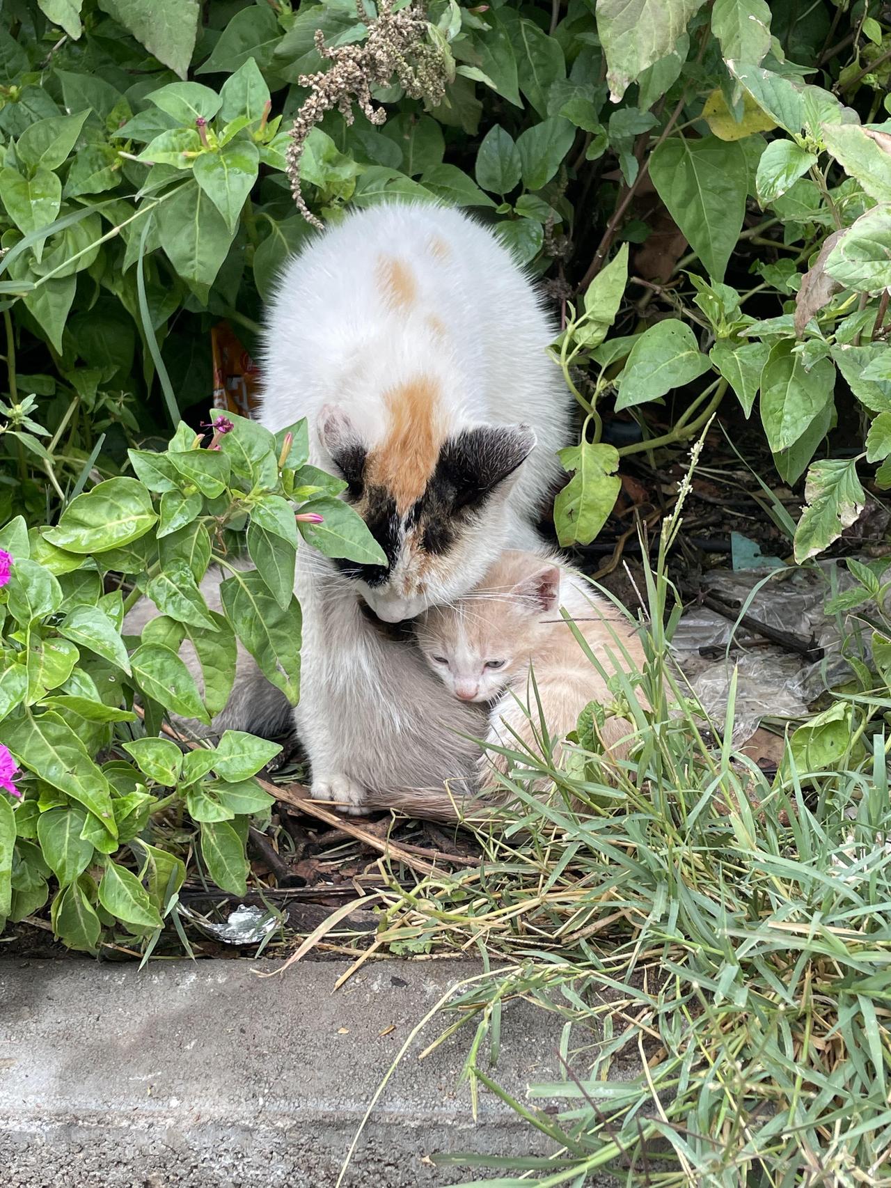 一位母亲和她的猫咪们依偎在一起，画面温馨。照片捕捉了亲密的时刻，猫咪们安静陪伴，