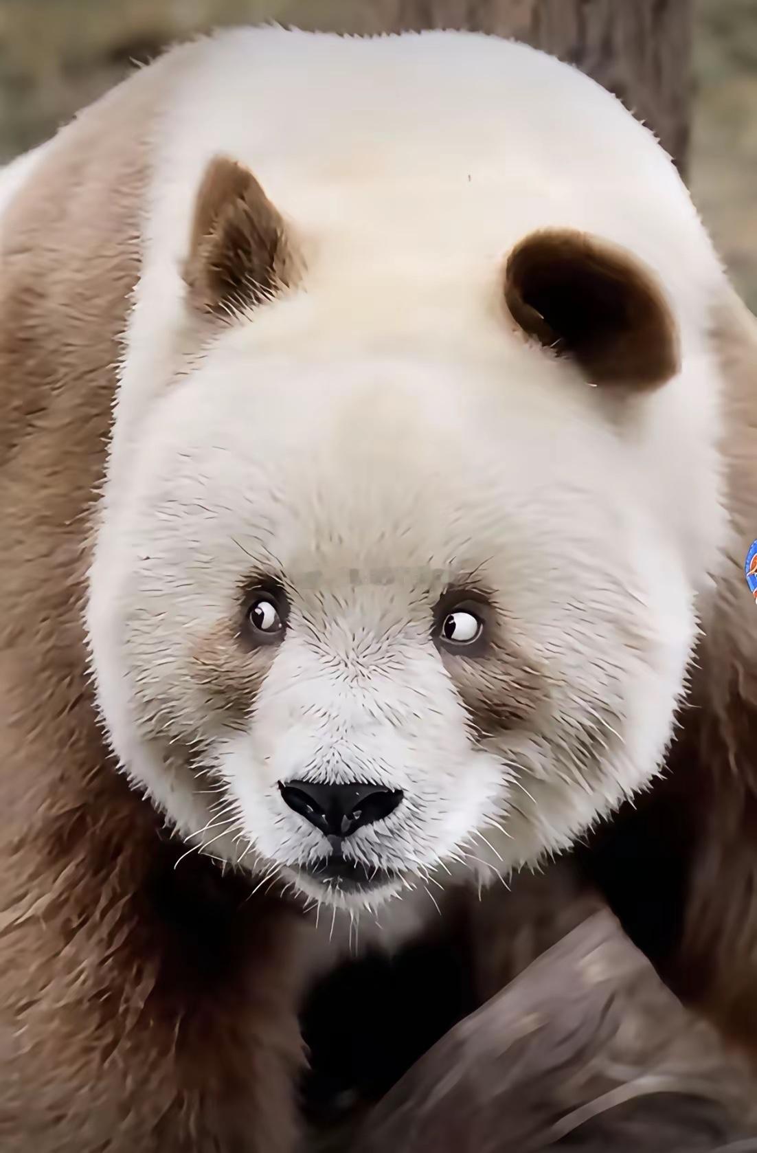 中国“特工熊猫七仔”火到国外，这个小眼神太鬼灵精怪了，两只小耳朵扑通扑通就像一个