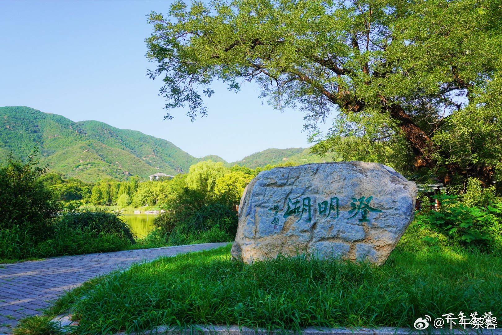 【秋天快乐】🍂🌼初秋的国家植物园里，澄明湖岸边的垂柳蘸着湖水，枝条拂过水面，