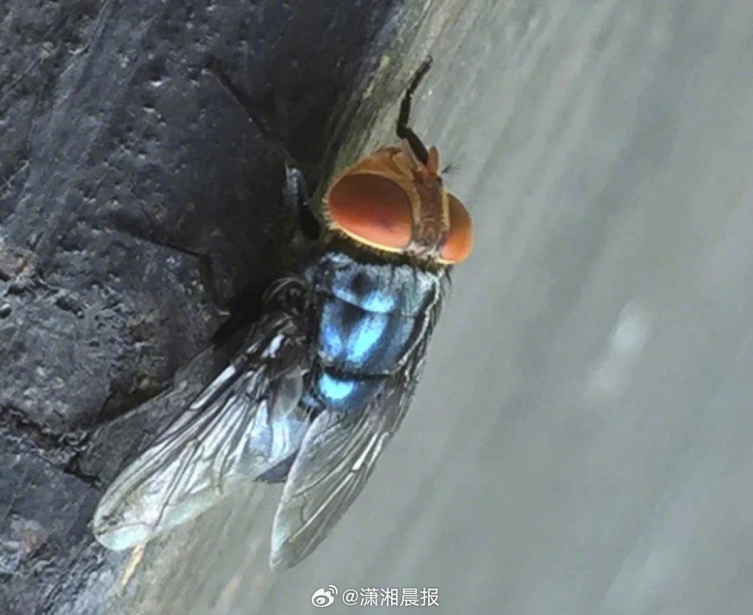 【#美国欲开苍蝇工厂防止寄生虫害牛群#】美国政府6月18日宣布，计划于年底前在得
