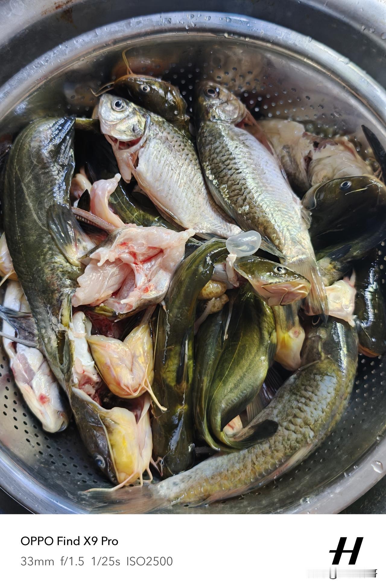 纯野生杂鱼🐟