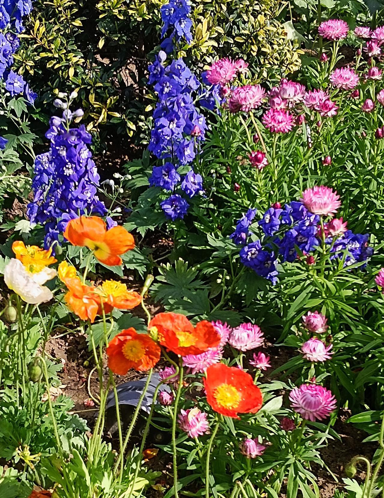 今早老伴早早起身又去钓鱼了，临走前问我，忙完后能否去河边陪陪他，我应承了下来。