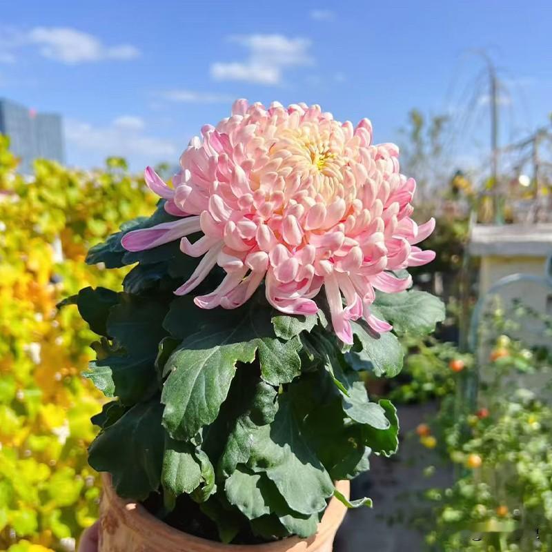 国华圣者扦插12天是什么状态？这两天有人问我，说我前段时间扦插的国华圣者脚芽