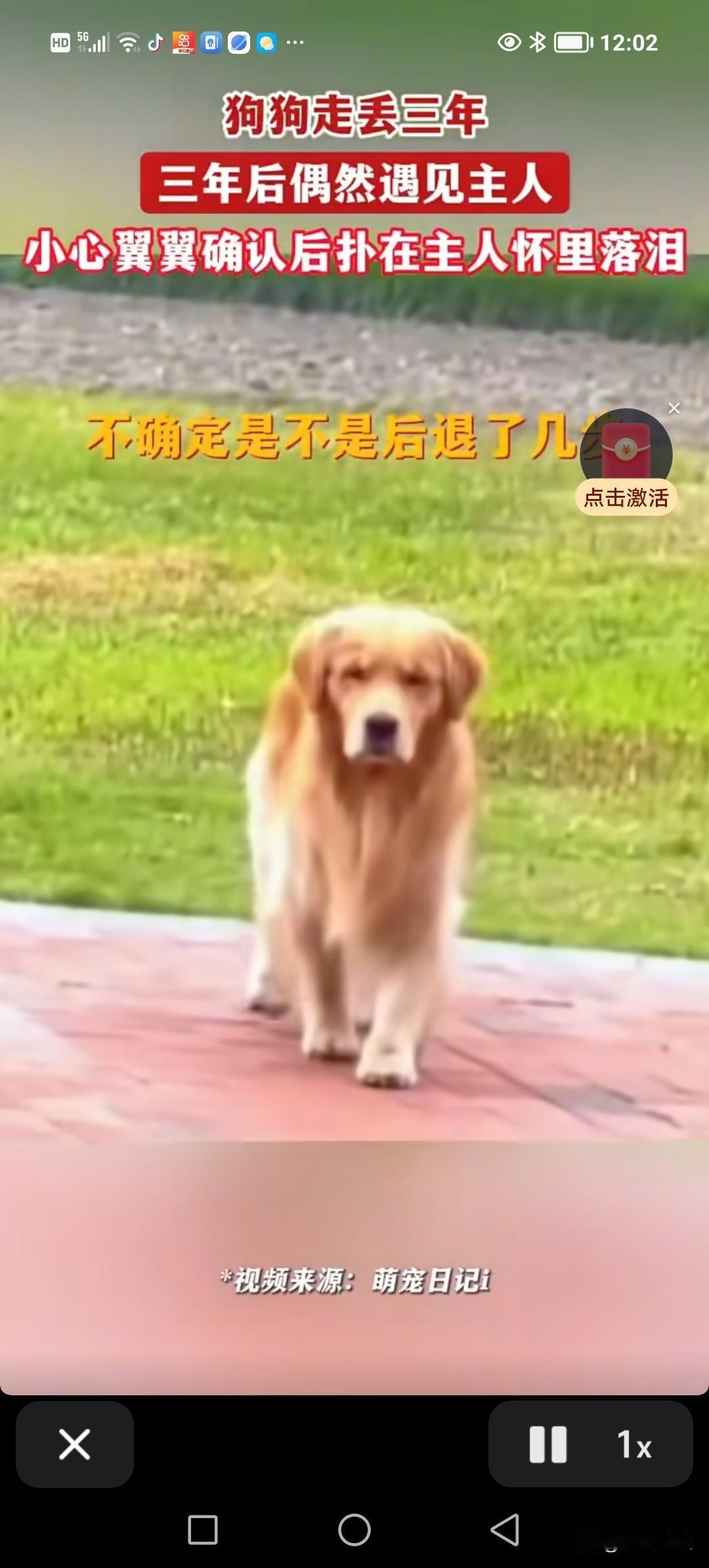 遛狗时不慎走丢三年的金毛，偶然间再次与主人相遇。它上下打量、仔细端详着主人，随后