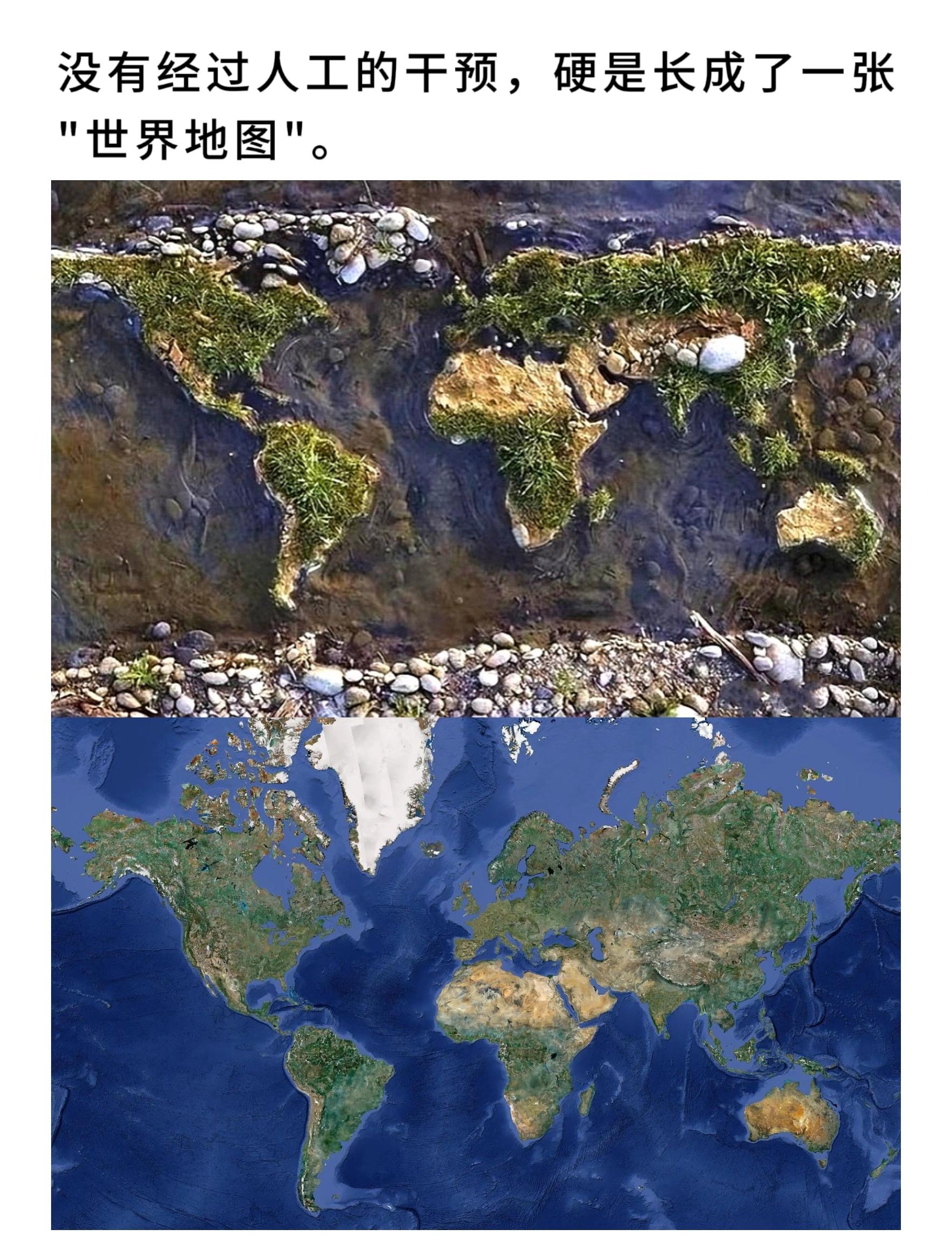 没有经过人工的干预，硬是长成了一张