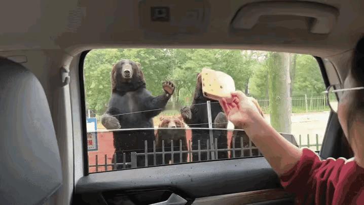 这两个熊还是挺好玩的，像人一样。