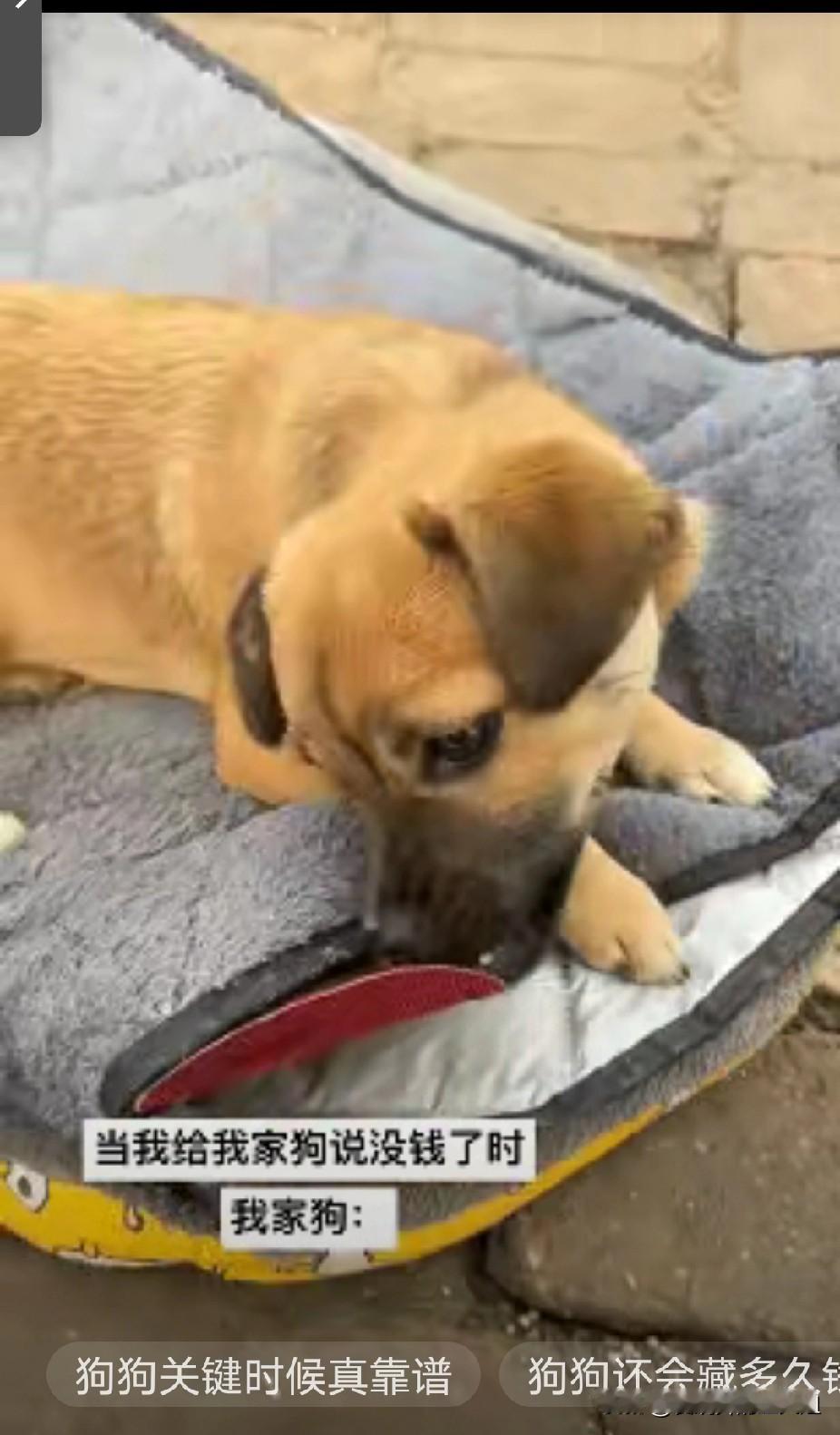 笑不活了，河南濮阳，女子中午跟狗子倾诉现在生活压力大，家里都没什么钱了，没想到说