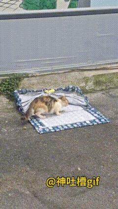 救助猫咪：在一块毯子上吃东西，按下开关，猫咪还没反应过来，就被这块毯子给抓住了，
