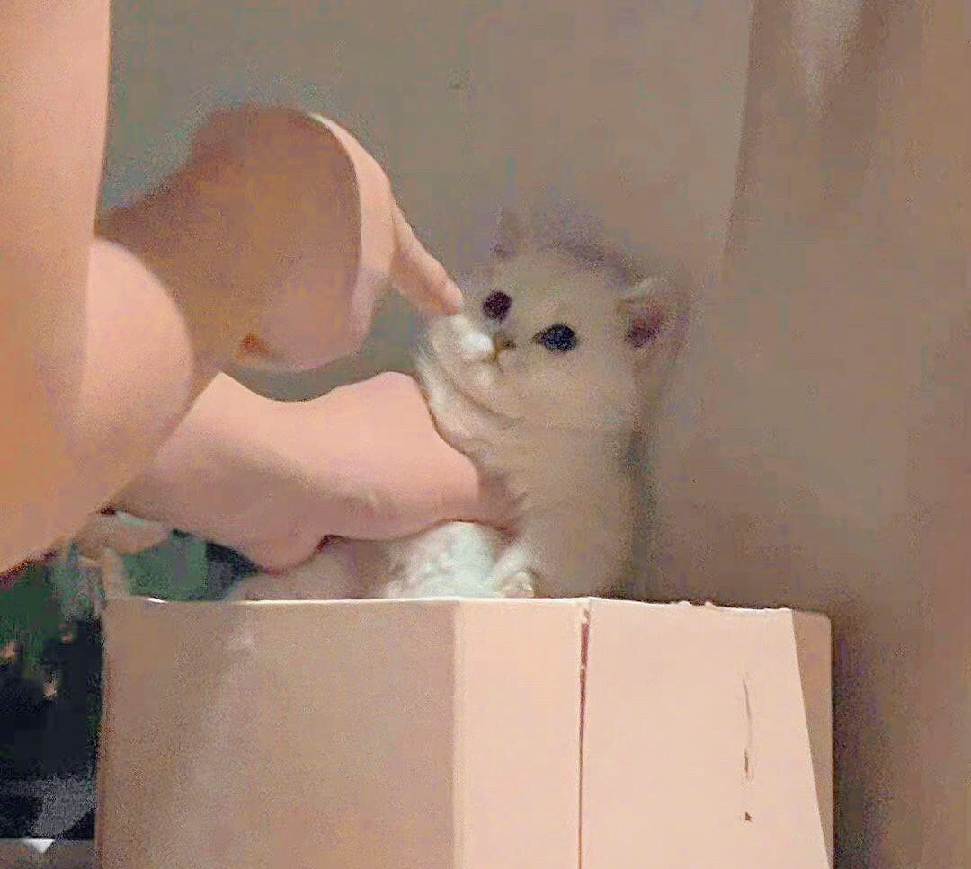 小猫咪怎么会犯错呢！！