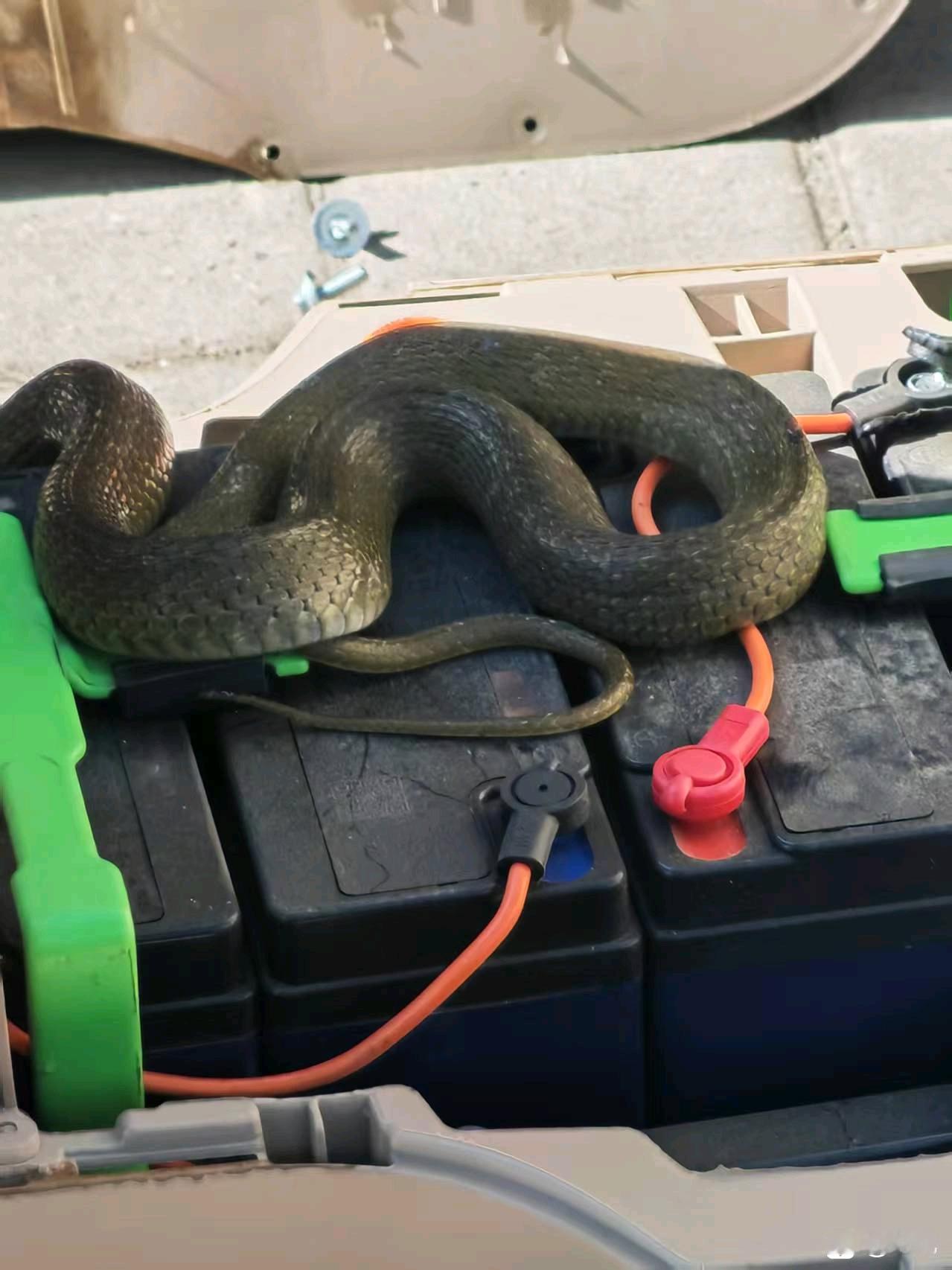 大家知道这是什么蛇🐍吗？