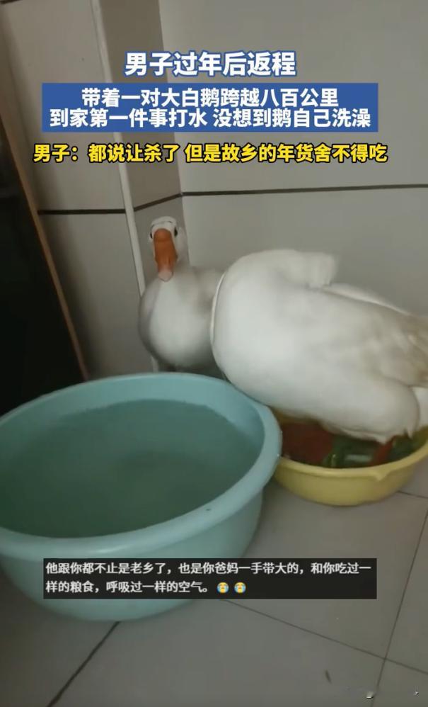 看哭了！春节返程，一名男子跨越800公里，从老家带回一对原本要当成年货的大白鹅，