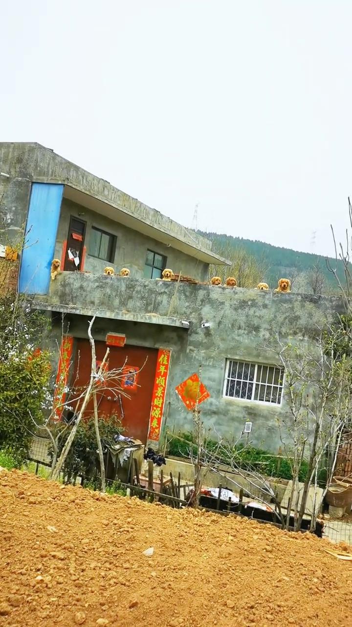 大金毛，好家伙真结构了，不理你了。