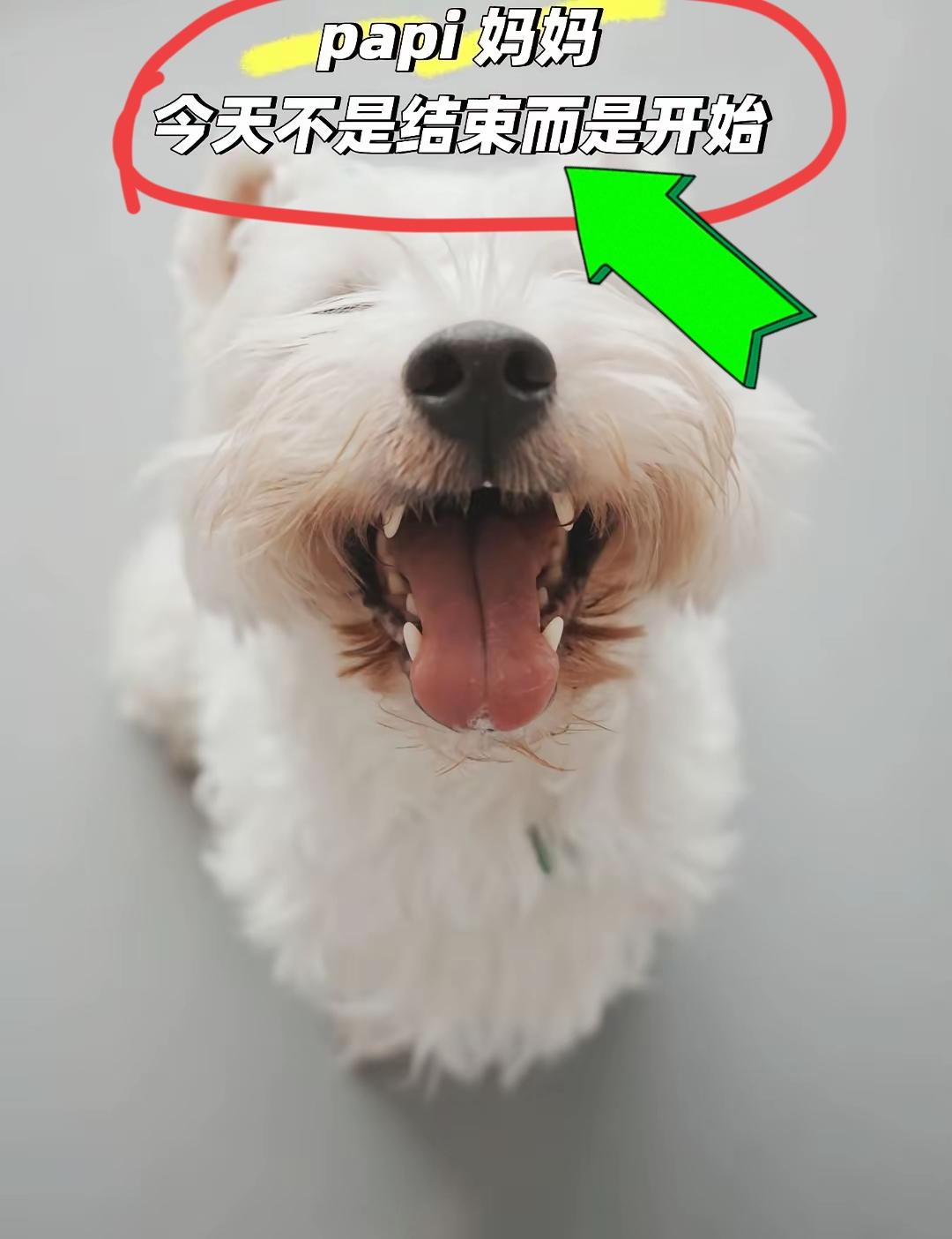 今天不是结束而是开始：Papi妈妈放话要起诉小区物业，还要紧盯对张某华的判决执行