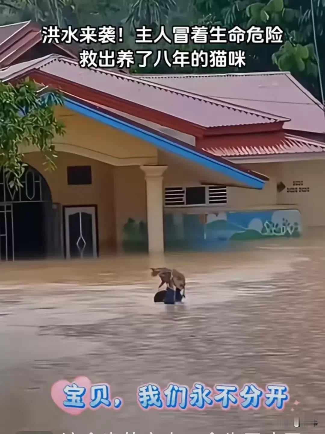 泪目了！一位大哥养了一只猫咪，这是八年前他收养的一只小奶猫，一直来都悉心照料，对