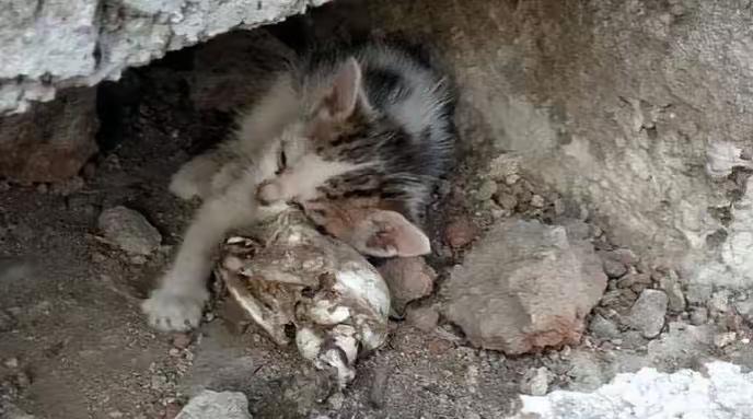 这只流浪小猫咪，守着妈妈白骨不肯走的样子，看得人鼻子发酸！猫妈妈早没了气息，