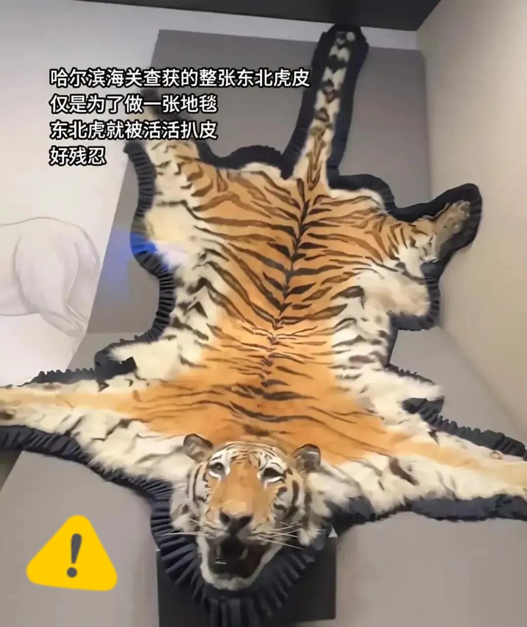 哈尔滨海关截获的那张虎皮，毛色亮得晃眼，却晃不散字里行间透出的寒意！这竟是一张活