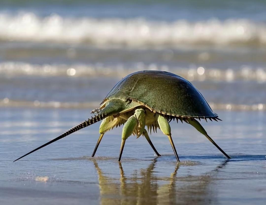 救命血液竟成了灭顶之灾！说个你可能不信的事，你曾经打过的一针疫苗，可能会让一只