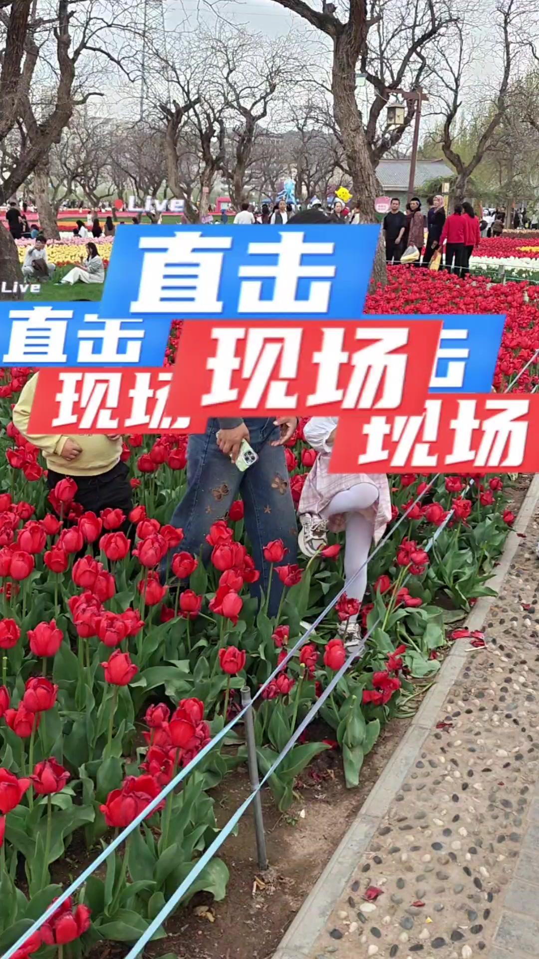 今天在刘家峡郁金香公园看到令人气愤的一幕：有家长带着孩子在花丛中踩踏，还有十几个