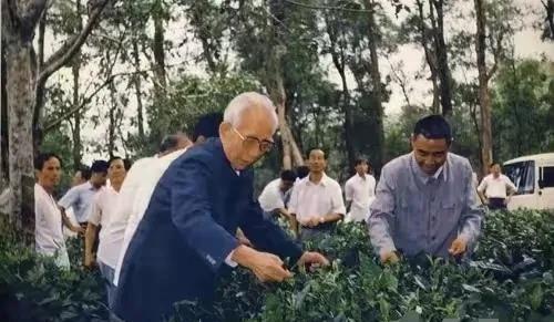 从1957年到1988年，上将王震七度踏访海南，六次深入五指山南面的金江农场。这