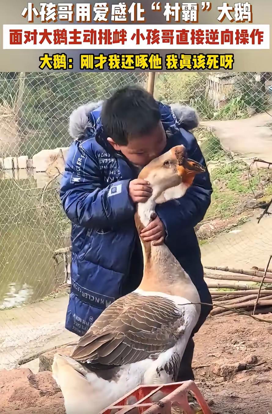 “笑不活了！”重庆，一男孩回老家过年，看到大鹅就忍不住上去逗一下，不料，大鹅并不