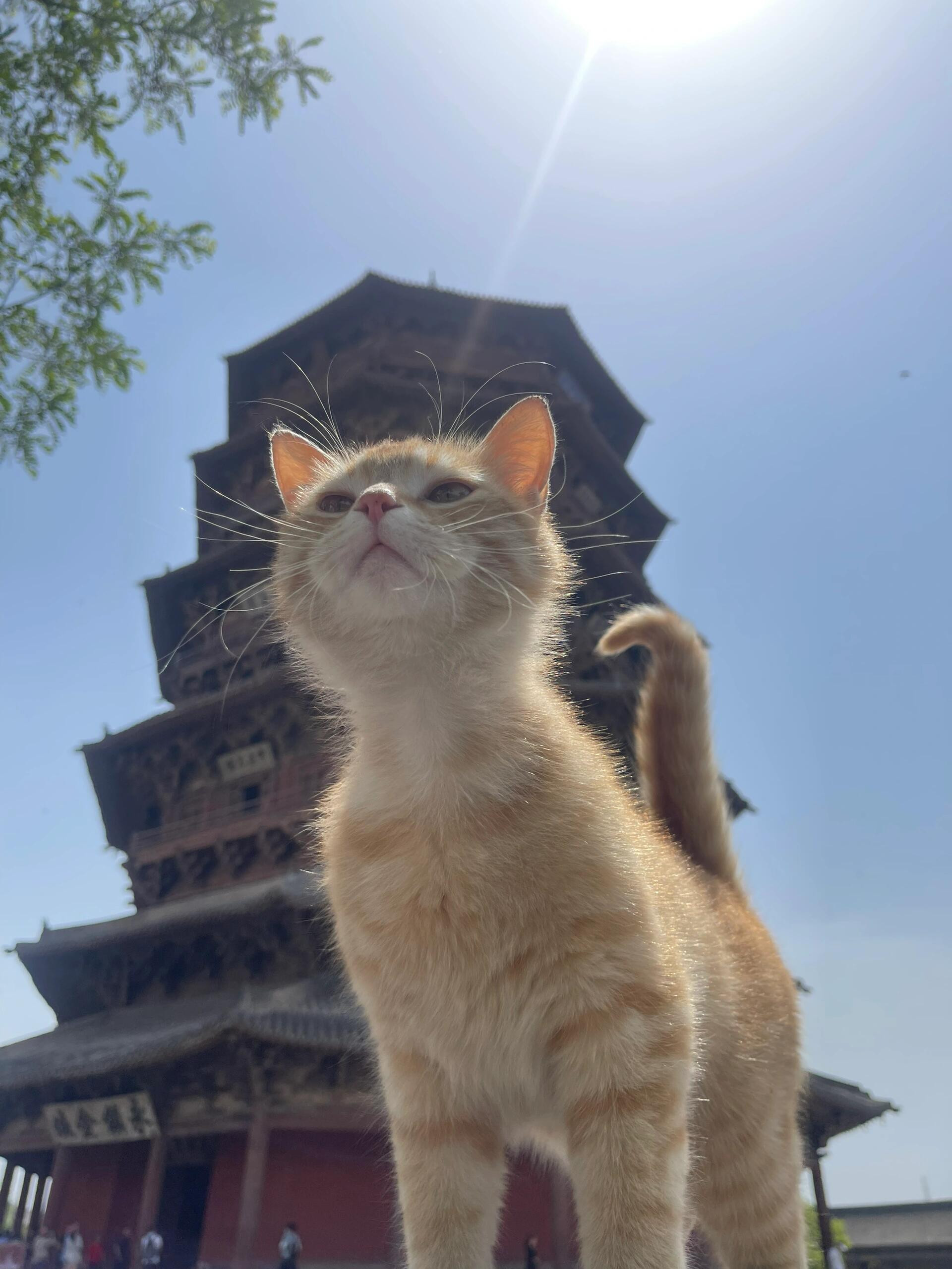 县木塔的守塔小橘猫：不要随便拍，拍照5个小鱼干喵​​​