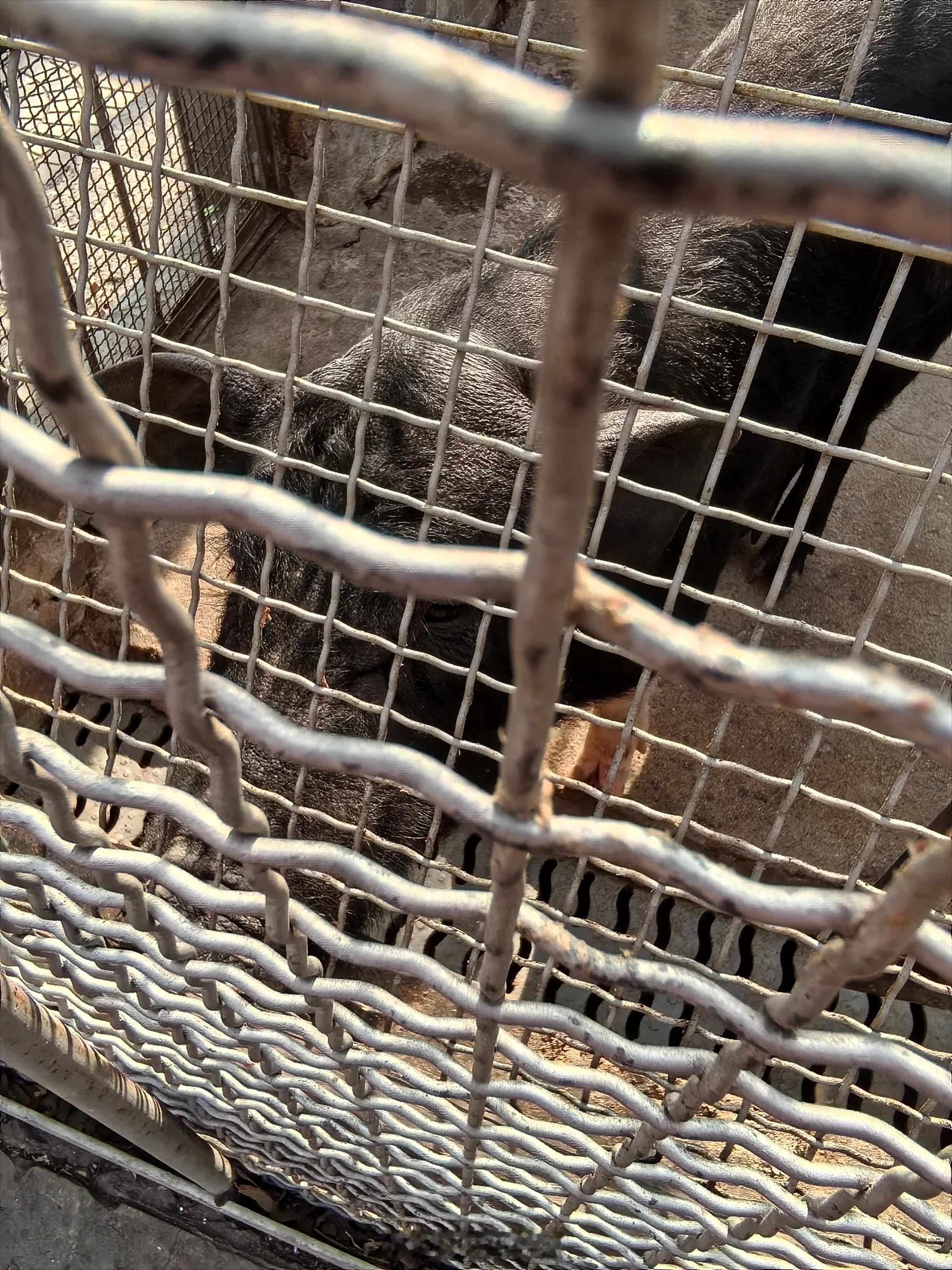 动物园有点敷衍啊，这是野猪么？淄博·淄博动物园